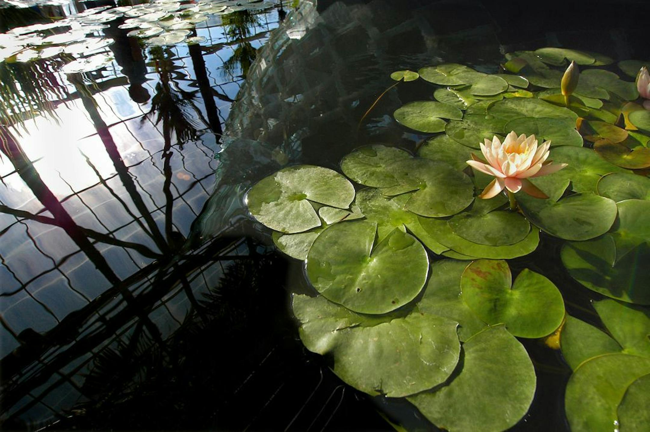 Minneapolis,Mn. Friday 12/3/2004 Richard Sennott/ Star Tribune Lo Weather feature It's been a warm fall but not warm enough for water lilies. These water lillie's are growing in the Cowles Conservatory underneath Frank Gehry's Standing Glass Fish. The weather forecasters promised a snowy commute today but instead we had brilliant blue skies.GENERAL INFORMATION: Minneapolis,Mn. Friday 12/3/2004 Richard Sennott/ Star Tribune Lo Weather feature