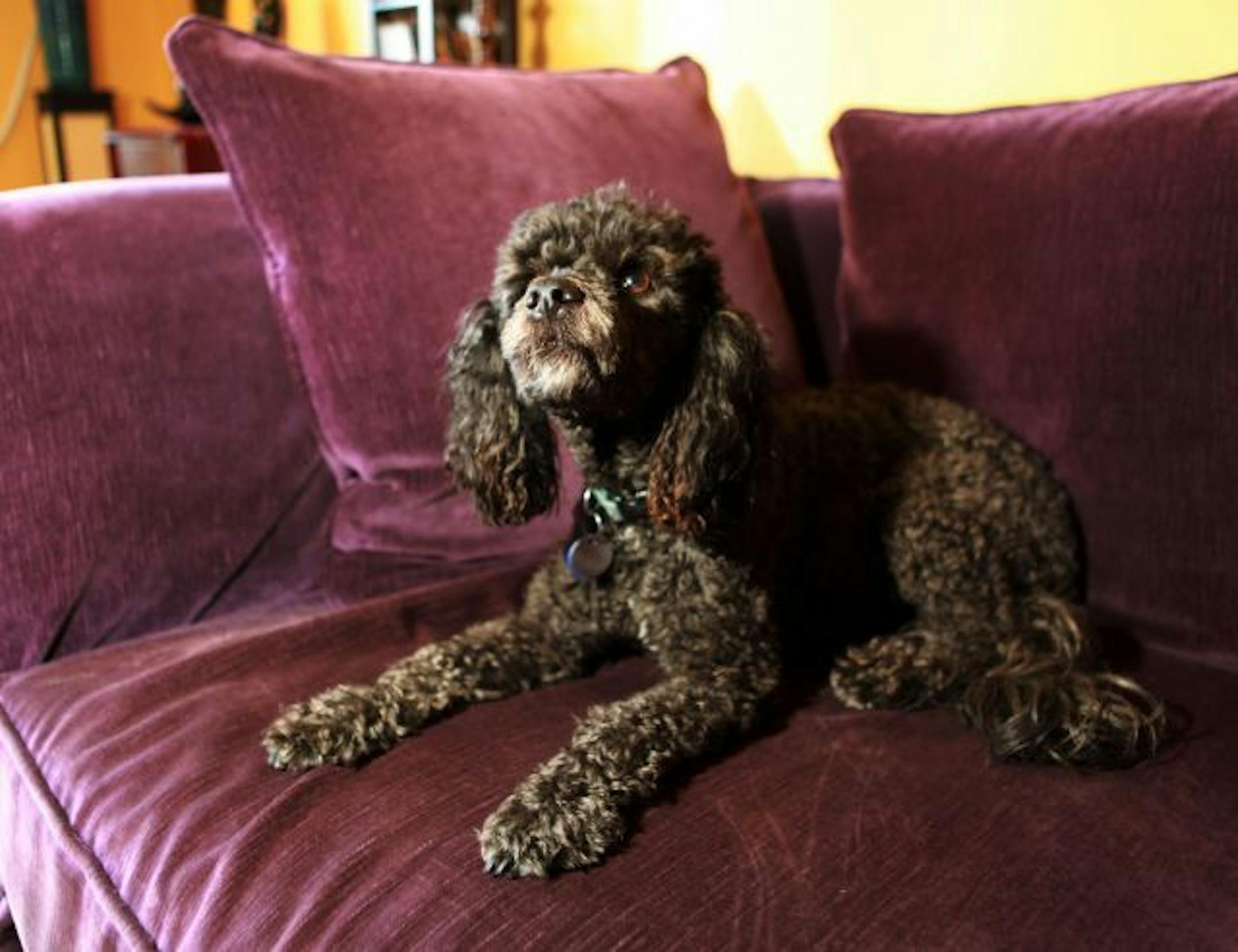 Kingston, a 4-year-old poodle mix belonging to Susan Jacobs, a cosmetics consultant and freelance journalist, makes himself comfortable on a velvet sofa at Jacobs' home in Long Beach, Calif.