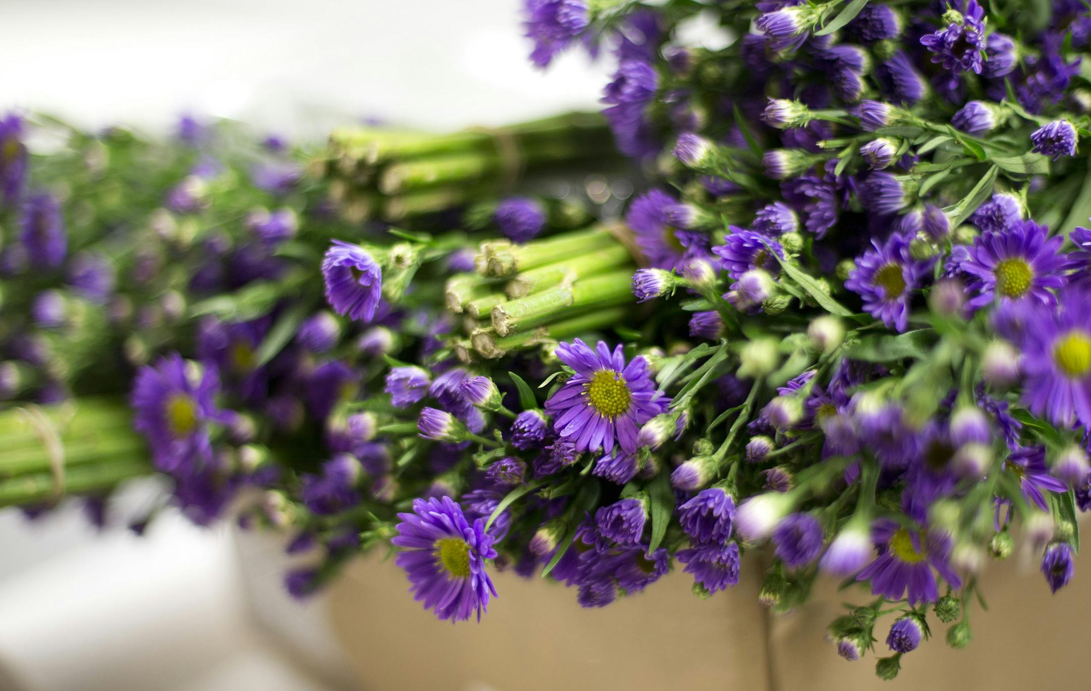 A box of flowers from South America awaited a bug inspection at Miami International Airport.