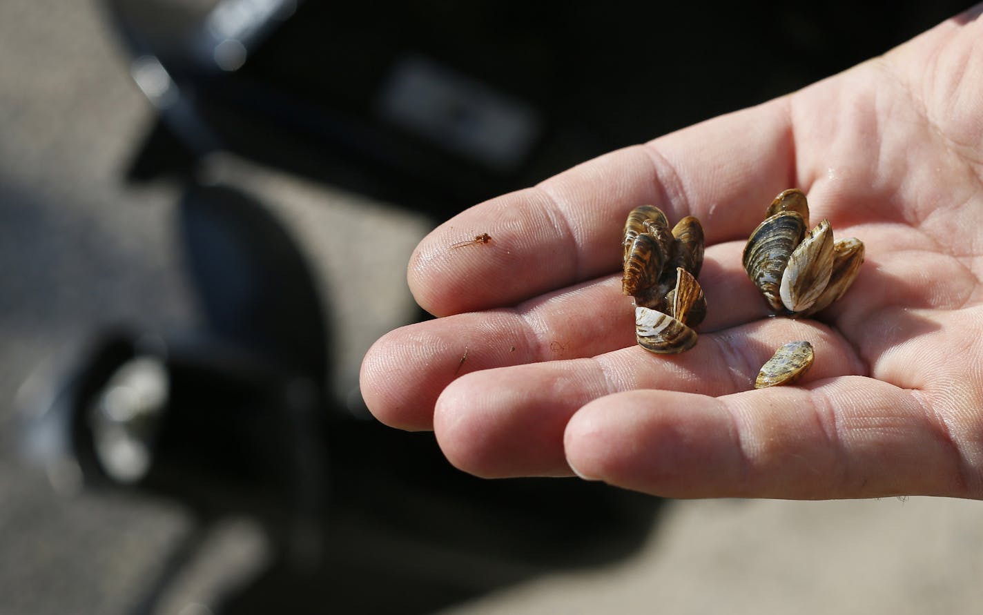 Invasive zebra mussels detected on a boat. The only other state with zebra mussel dogs is California, with 17.