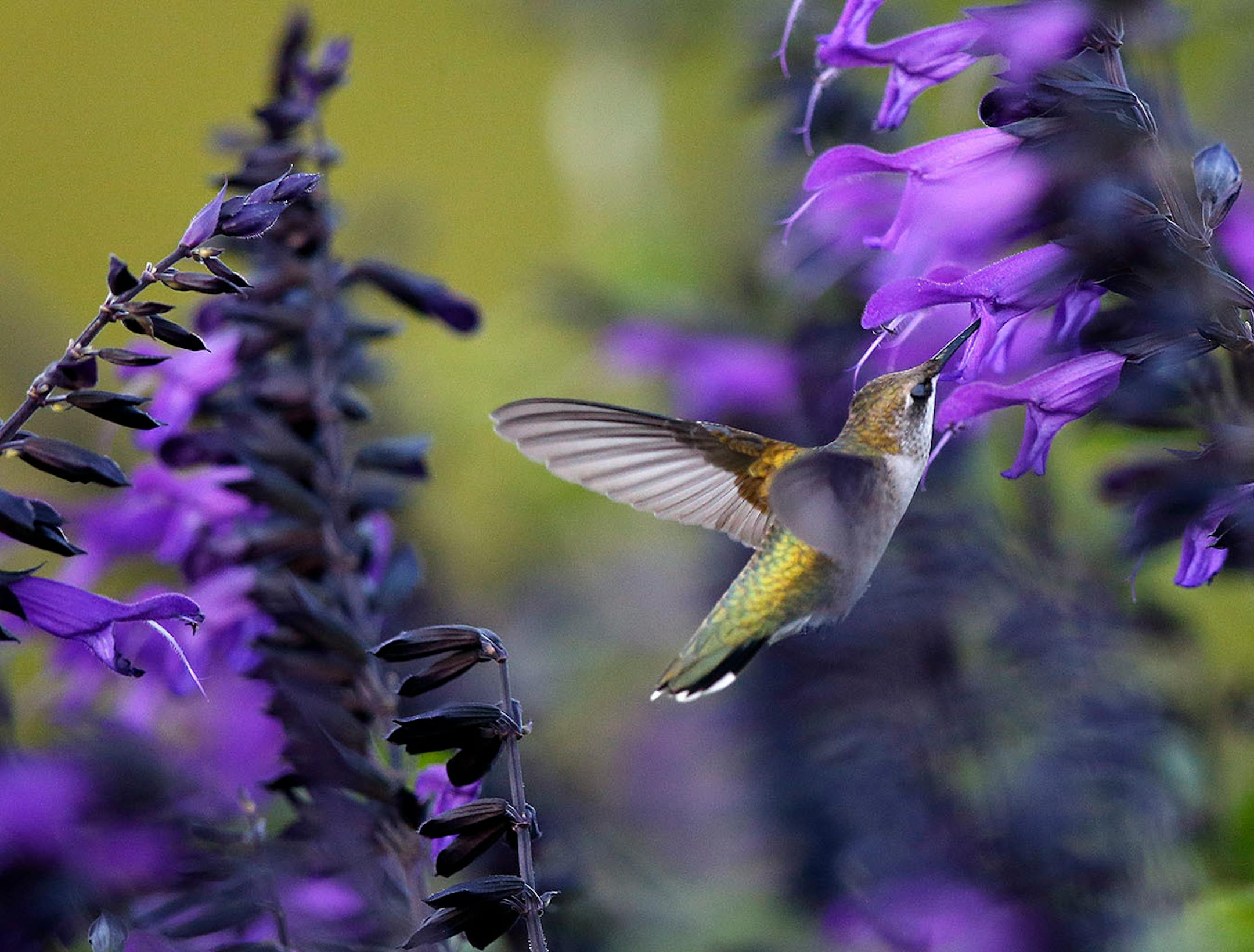 Longfellow Gardens, with its varied perennials and annuals attract Hummingbird. By Regina Marie Williams. for the Focus page done by Nicole Hvidsten.