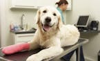 Female Veterinary Surgeon Treating Dog With Injured Leg In Surgery