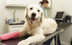 Female Veterinary Surgeon Treating Dog With Injured Leg In Surgery