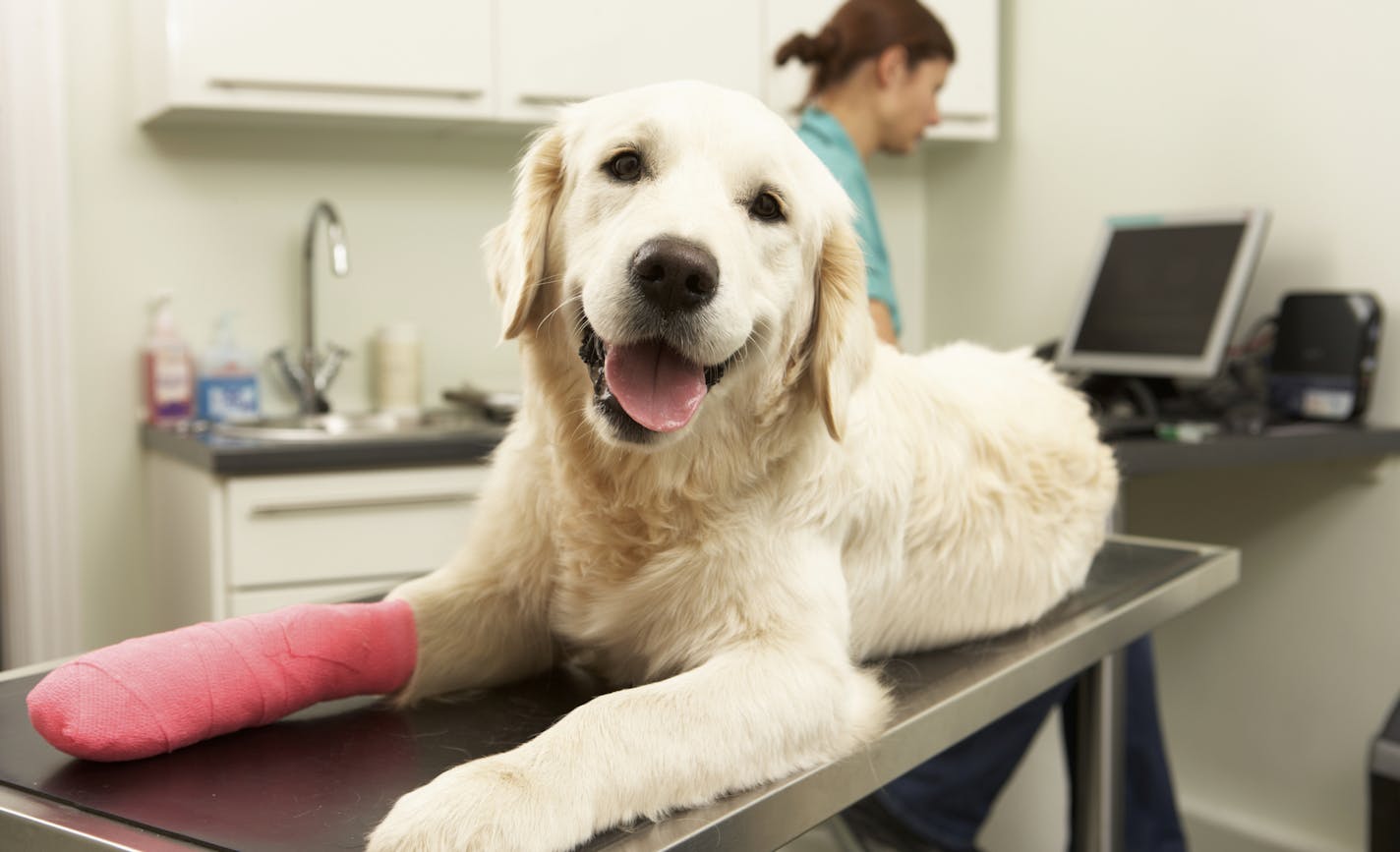 Female Veterinary Surgeon Treating Dog With Injured Leg In Surgery