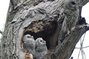 Couple had a front row seat watching barred owlets grow up