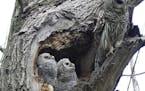 Couple had a front row seat watching barred owlets grow up