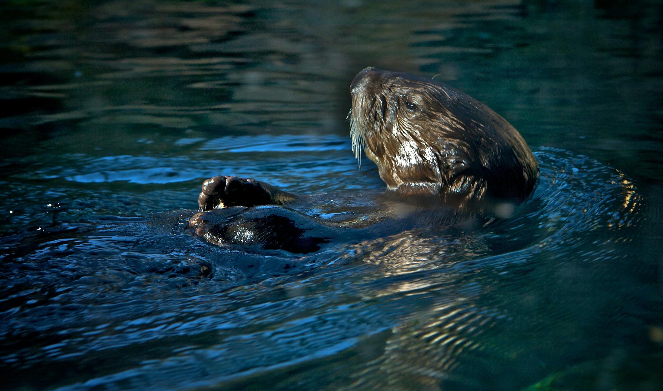 Sea otter