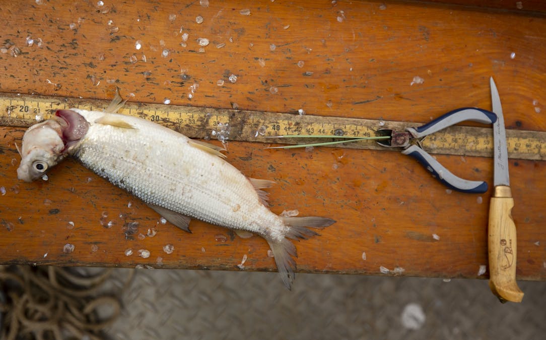 As lakes grow warmer, the race is on to save Minnesota's cold-water fish