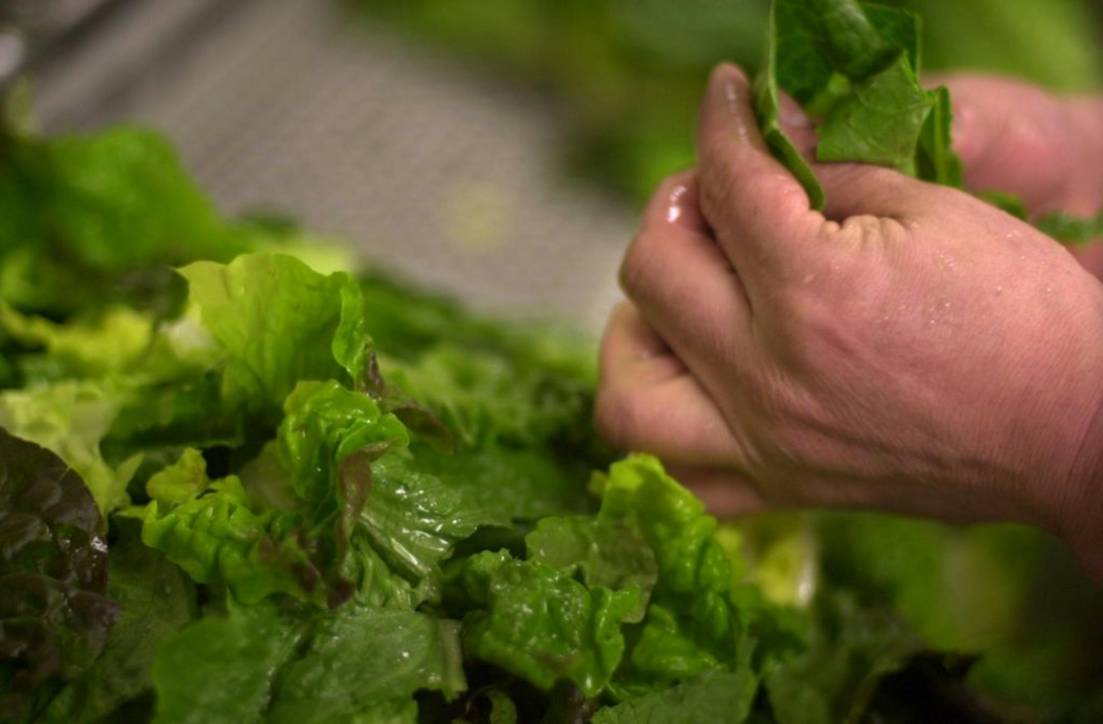 Jaime Penafiel prepares some romaine and red leaf lettuce in the kitchen of Cafe Brenda.