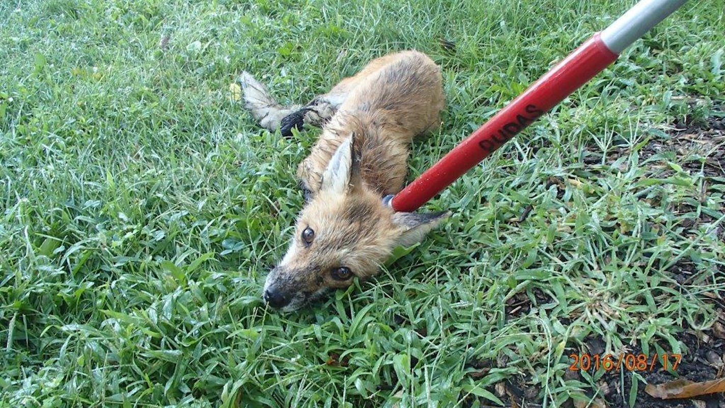 Authorities caught this fox Wednesday morning, which is suspected of attacking two people near Lake Harriet. (Credit: City of Minneapolis)