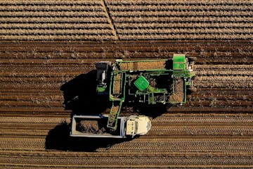 Potatoes were harvested, 12 rows at a time, in late October at Heartland Farms in Hancock, Wis.