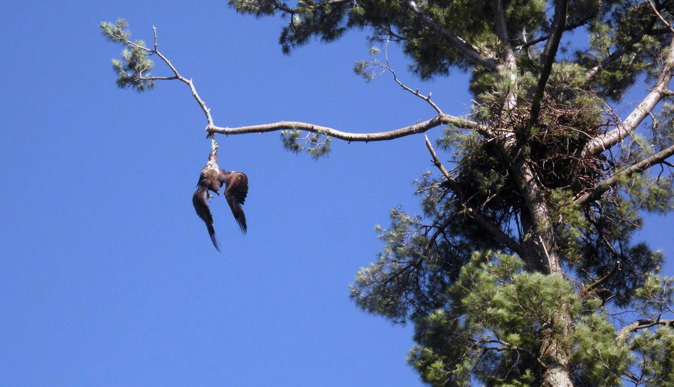 U.S. Army Veteran Jason Galvin raised his gun to rescue a flapping eagle entangled in a tree just a few days before Independence Day, according to a Facebook post from his wife. Jackie Gervais Galvin of Rush City, Minnesota.