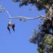 U.S. Army Veteran Jason Galvin raised his gun to rescue a flapping eagle entangled in a tree just a few days before Independence Day, according to a F
