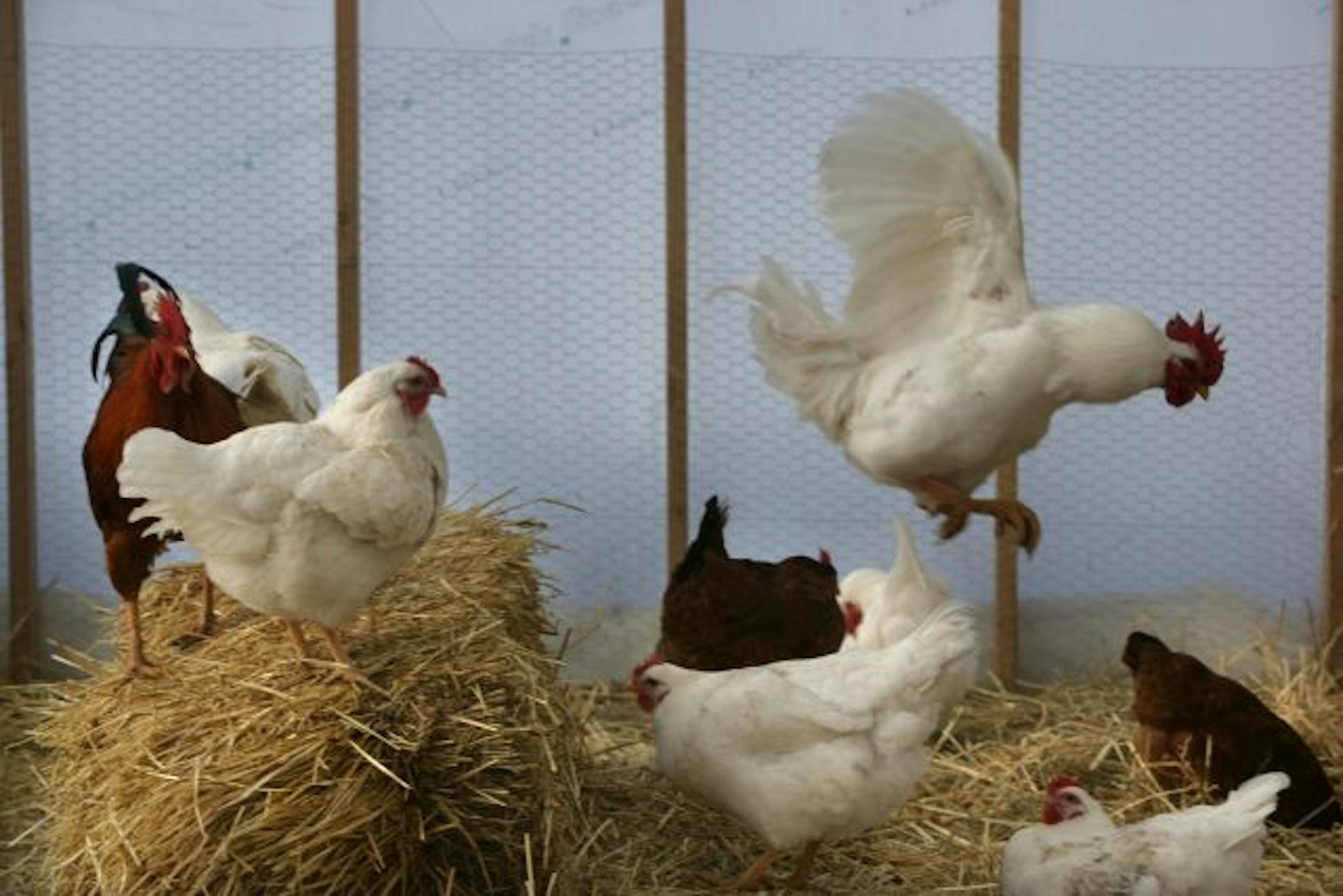 Flying the coop