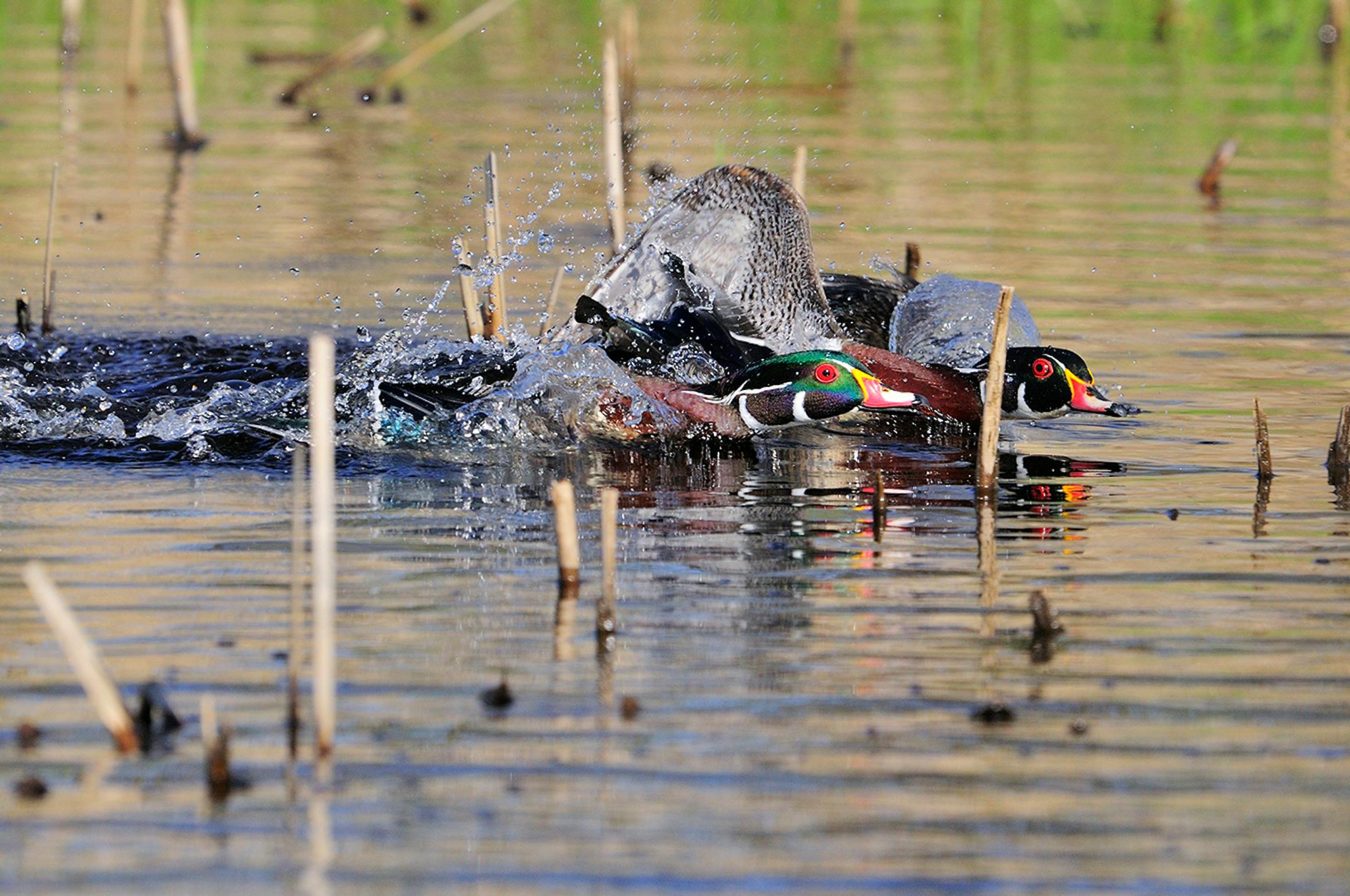 DO NOT USE! ONE-TIME USEAGE WITH BILL MARCHEL COPY ONLY! Water flies as a male wood duck attempts to chase another from a marsh where a hen wood duck was waiting.