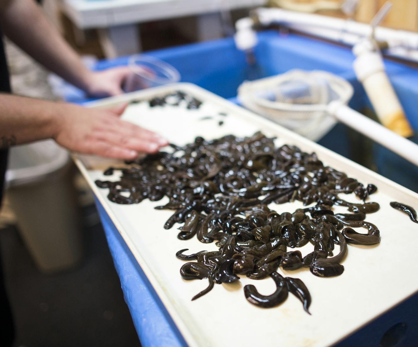 Mike's Bait on 8 employee Rich Robinson, of Forest Lake, sorted jumbo leaches for customers on Saturday afternoon. ] Aaron Lavinsky &#x2022; aaron.lavinsky@startribune.com Minnessentials story on Mike's Bait on 8, a locale that provides not only minnows and crawlers, but advice, success stories and community. The shop was photographed Saturday, May 23, 2015 in Forest Lake Park.
