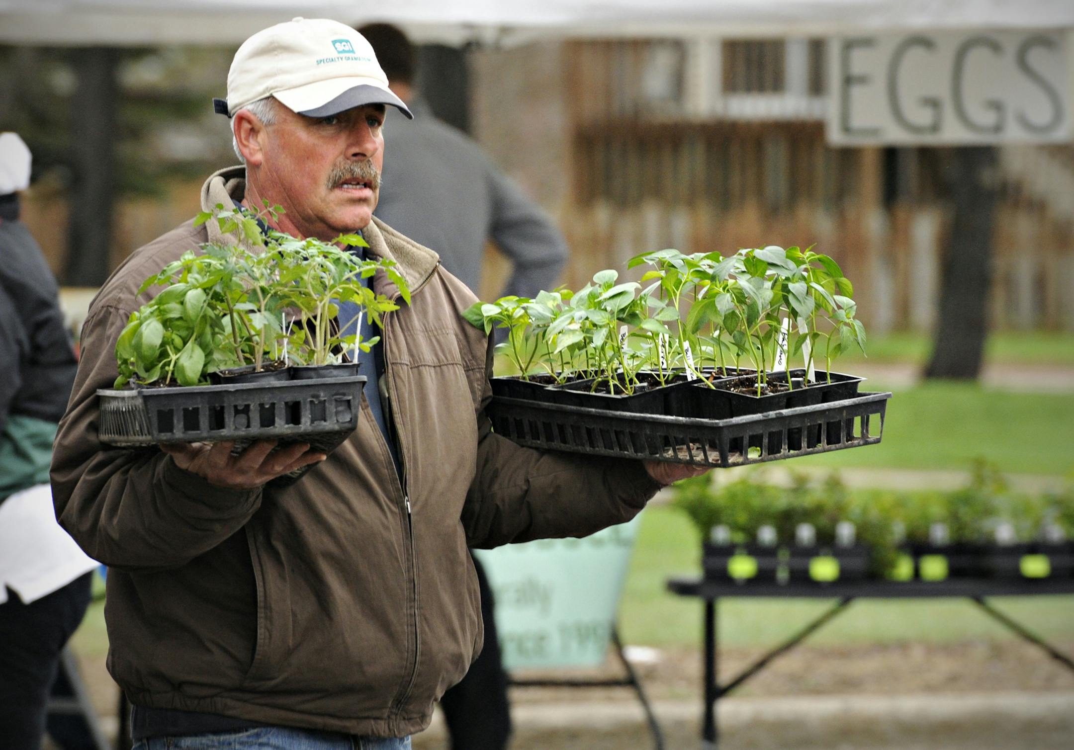 Chuck Long, Greenbush Farms, Milaca, carries a customers purchase of tomato and pepper plants to their car during the Sartell Farmers Market at the Sartell, Minn., City Hall Monday, May 12, 2014. (AP Photo/The St. Cloud Times, Jason Wachter)