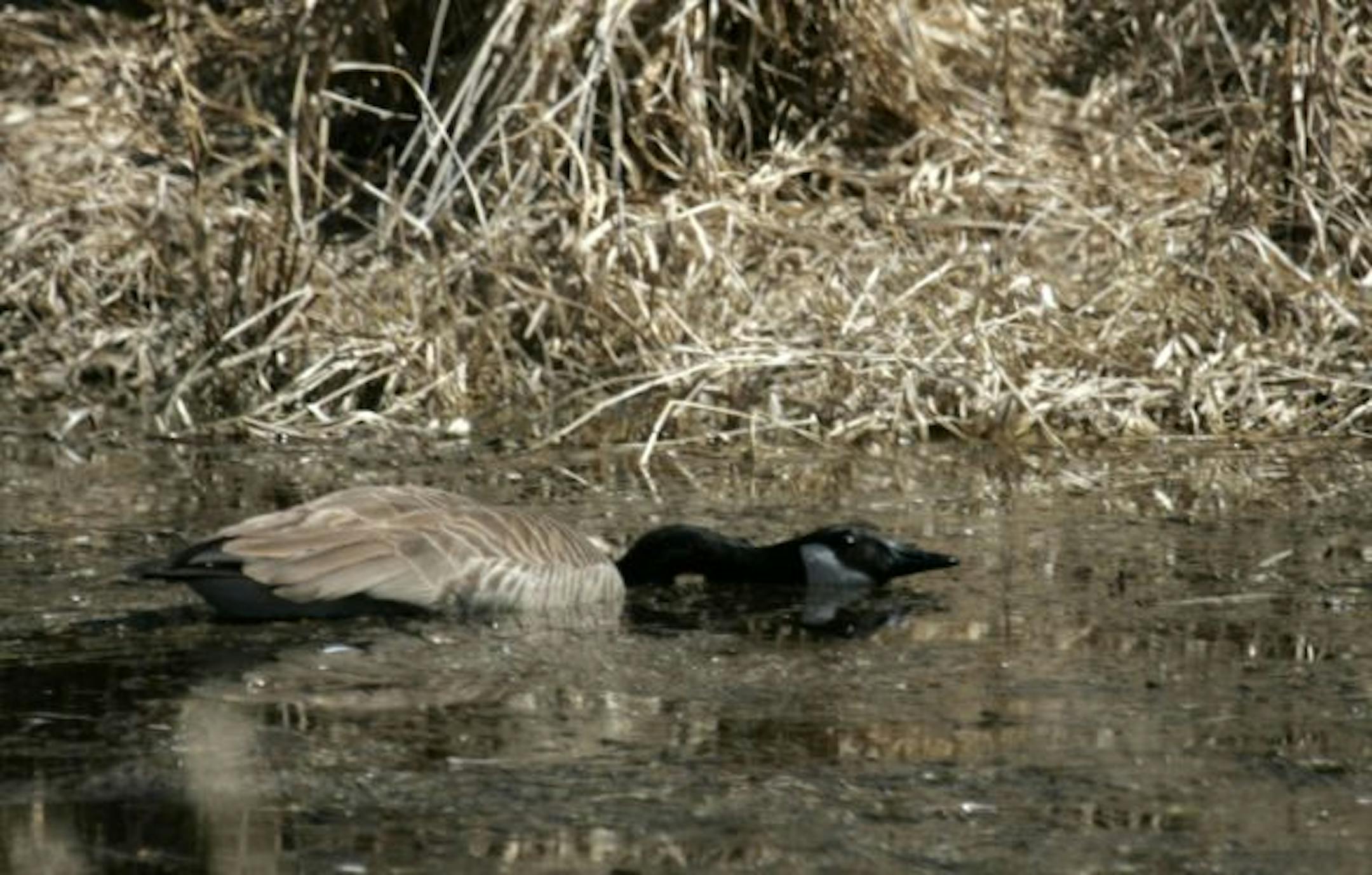 A Canada Goose tried to hide in the water Tuesday, just southwest of the burn zone in the Carlos Avery Wildlife Management Area. More of 2.3 square miles were burned up in the blaze Monday.
