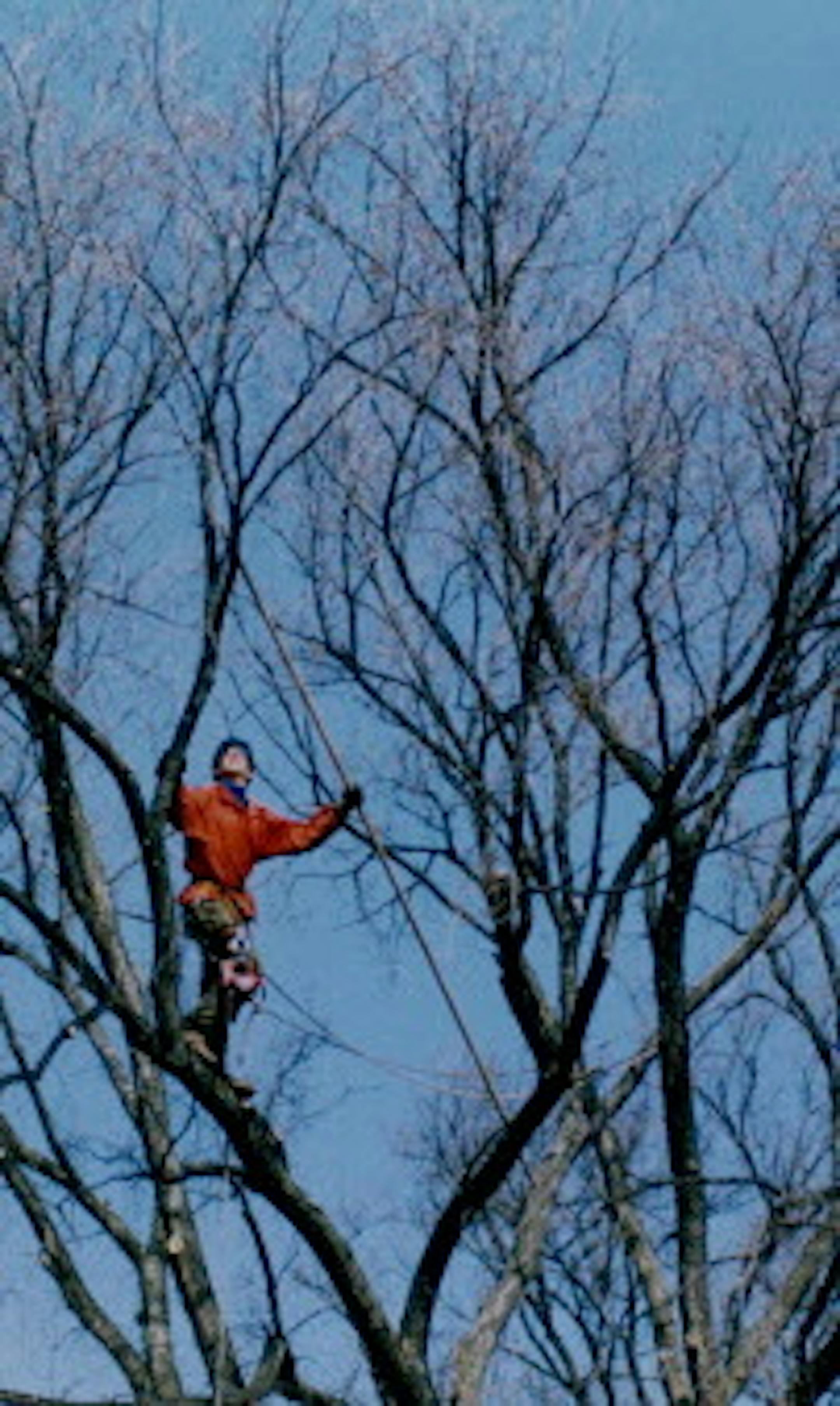 March 19, 1992 Tree trimming at Lake Nokomis Scott Lindseth an employee at the Minneapolis Park Board trims the branches on a elm tree along Edgewater Blvd and Nakomis Lane. Jerry Holt, Minneapolis Star Tribune