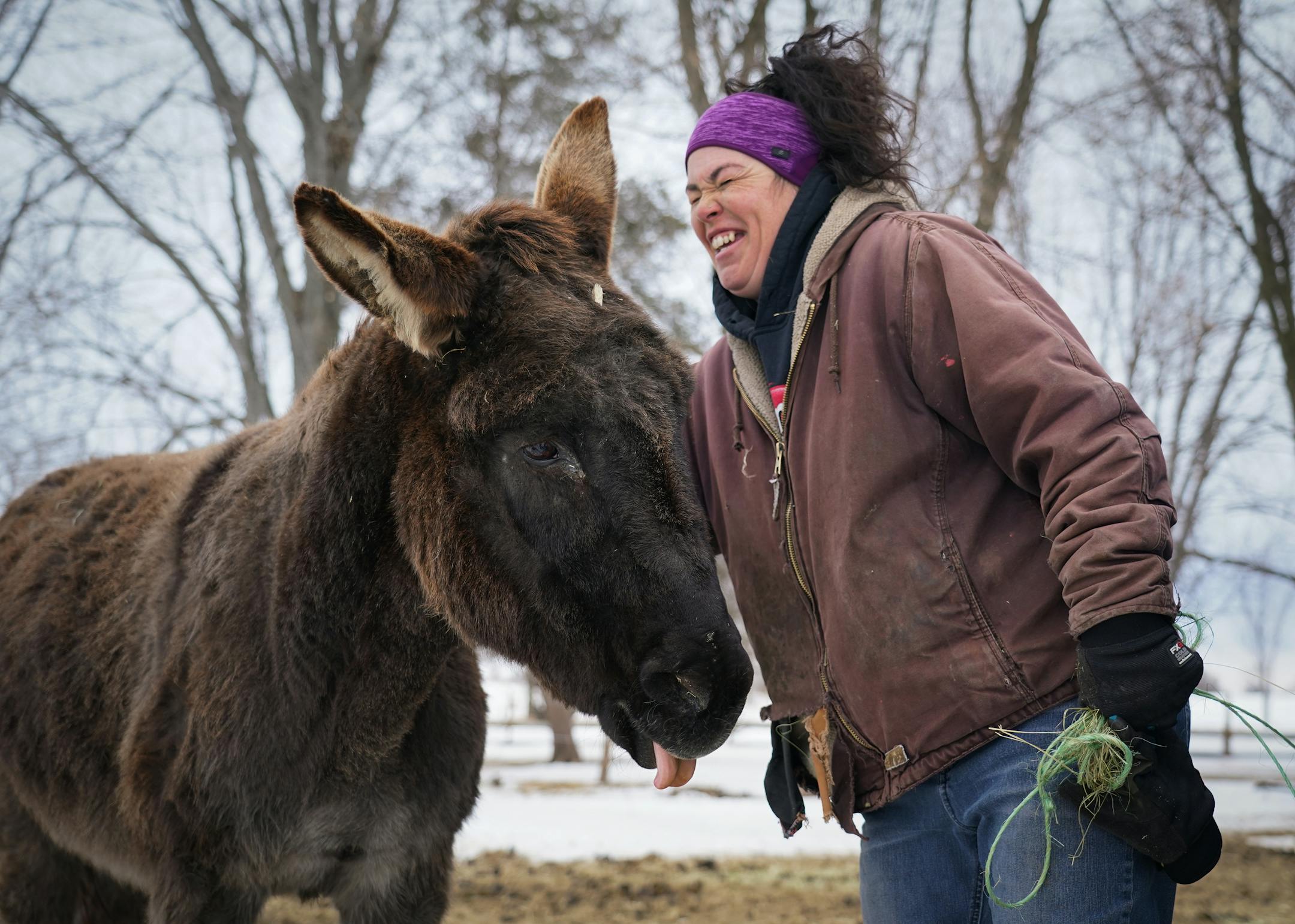 Kym Garvey demonstrates how Jackson the senior donkey can't help but stick out his tongue when he receives pets and scratches from humans.