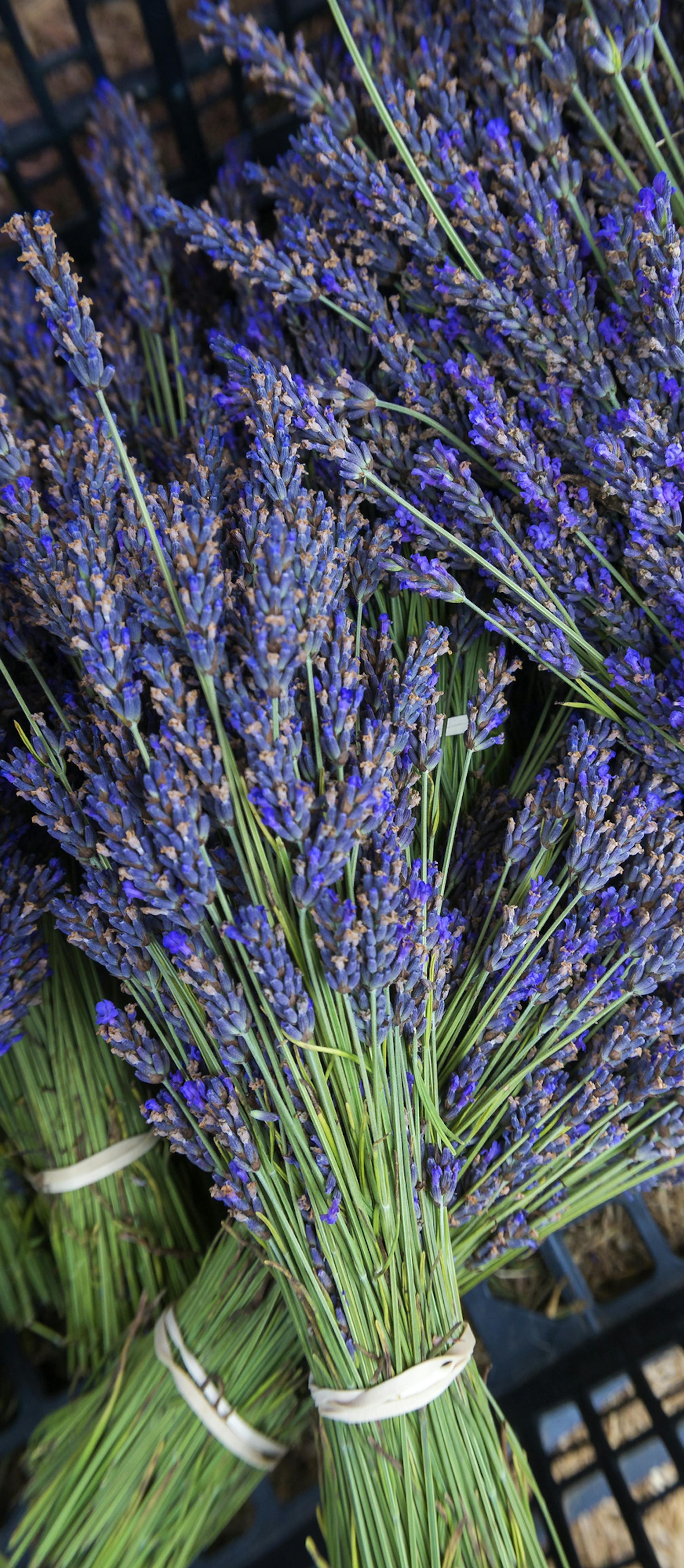 Bundles of fresh purple lavender in a basket during the summer, Victoria, Vancouver Island, British Columbia
