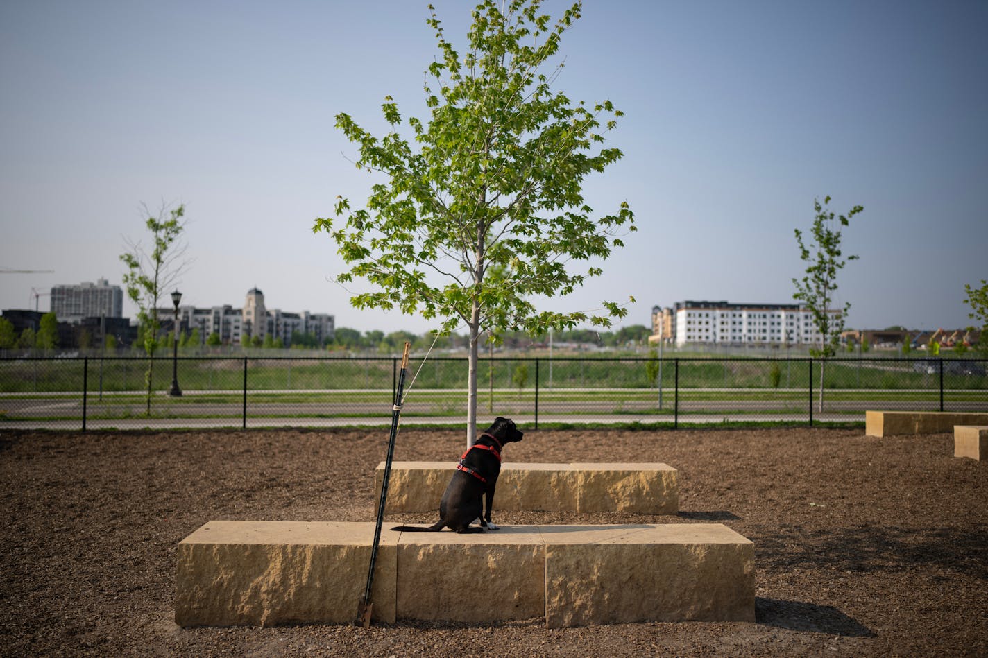 Ash looked for another dog to play with that was arriving at Unci Makha Park in St. Paul Tuesday evening, May 23, 2023. The Trust for Public Land's annual park rankings are out and St. Paul is ranked number two, behind Washington, D.C. and ahead of Minneapolis, at number 3. Unci Makha Park is located within the Highland Bridge development, on the site of the old Ford Plant. Unci Makha (pronounced Oon-CHEE ma-KAH) translates to "Grandmother Earth" in Dakota. The name was recommended by Dakota community members and represents the significance of the water within Unci Makha Park. ] JEFF WHEELER • jeff.wheeler@startribune.com