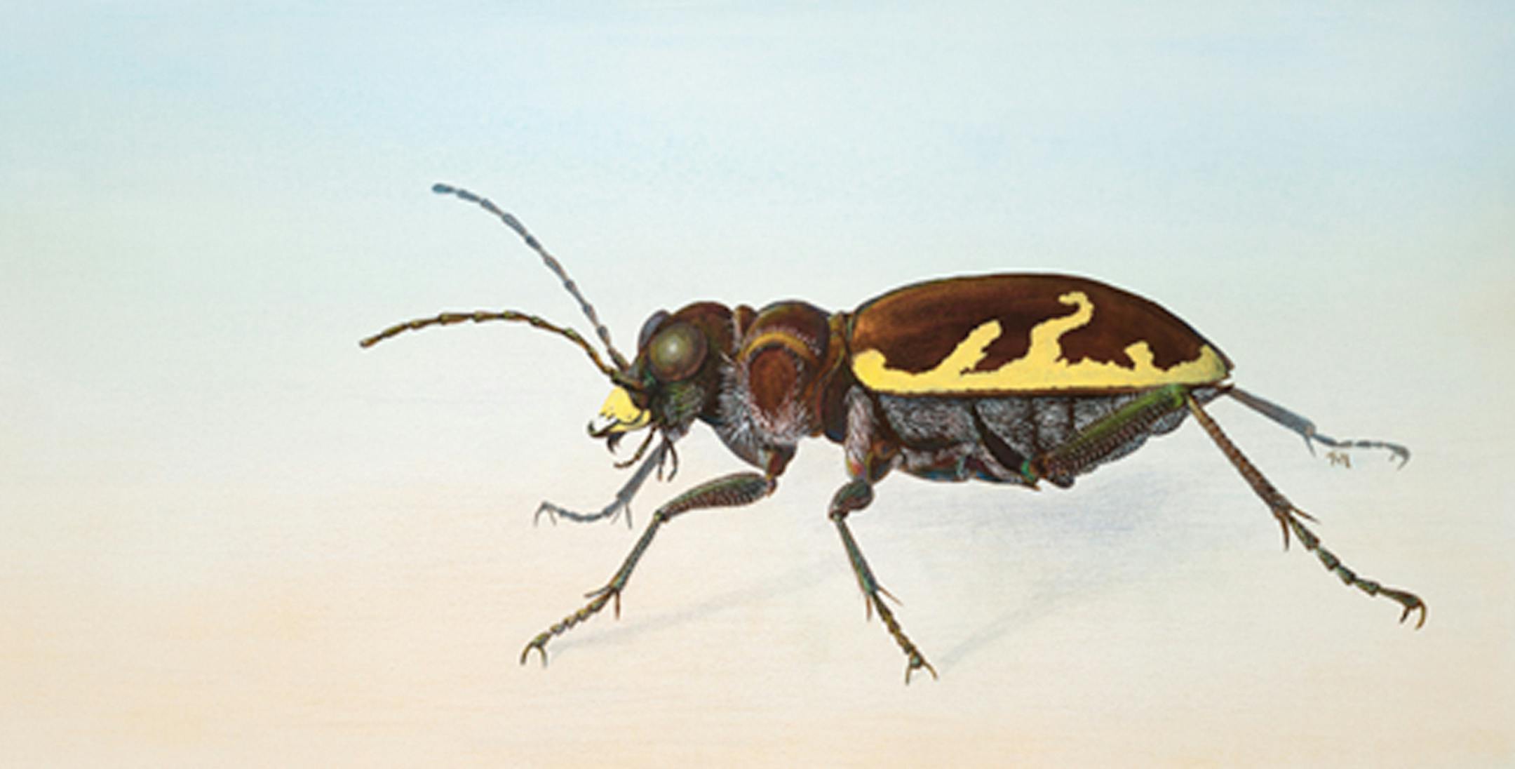 Bug drawing by Rachel MaKarrall from "Sheltering Nature" exhibit at Bell Museum of Natural History.
