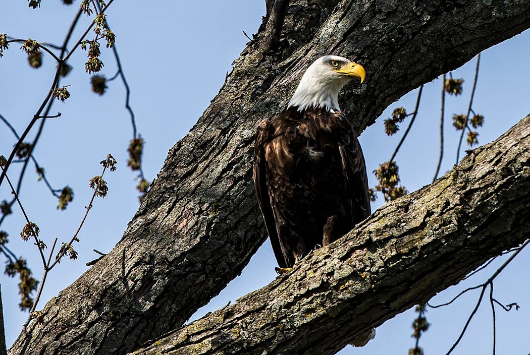 A male bald eagle was spotted in the trees at Lakewood Cemetery during an organized birding walk in 2021.