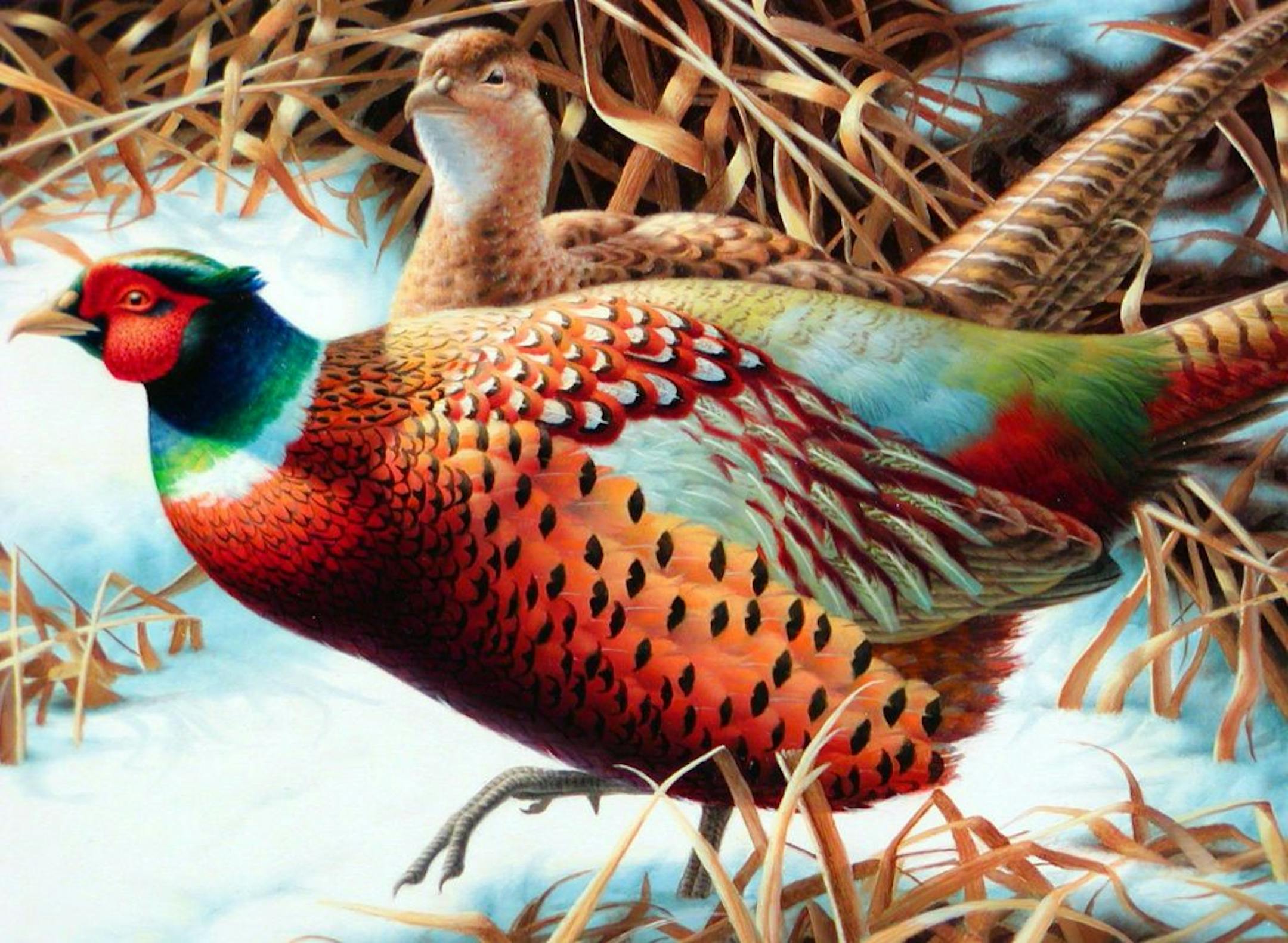 Pheasant stamp for 2004 by John House , if questions, call Steve Carroll, Information Officer Minnesota Department of Natural Resources 500 Lafayette Road St. Paul, MN 55155-4046 (651) 296-6522 - Phone (651) 296-0902 - Fax