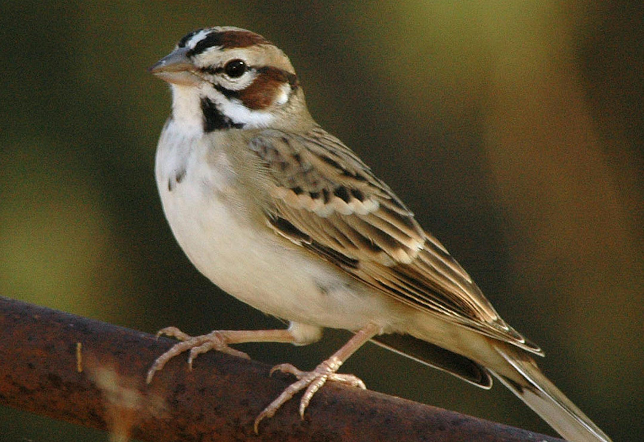 Lark sparrow credit: Jim Williams, special to the Star Tribune