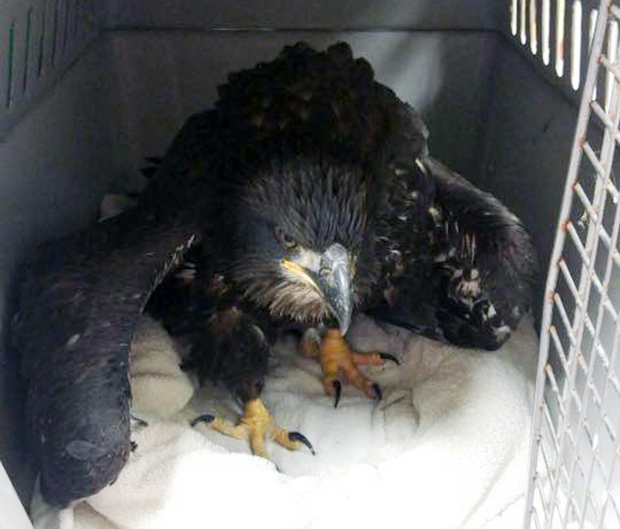 Jackie Gervais Galvin of Rush City, Minnesota, and Jason Galvin, put a wounded eagle in their dog kennel to transport it to the University of Minnesota Raptor Center after helping to free it from about four inches of rope that had snagged its talons in a tree.