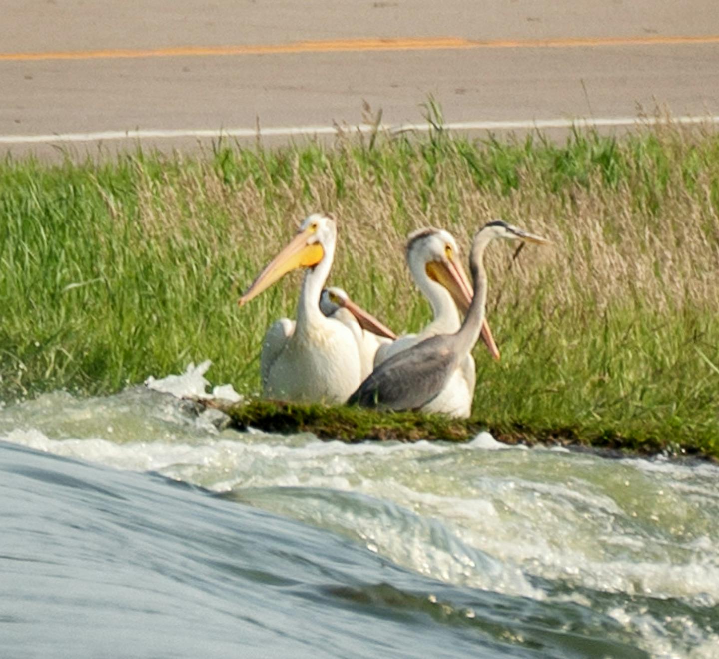 Pelicans watched over the flooded Des Moines River for fish swimming by. ] GLEN STUBBE &#xef; glen.stubbe@startribune.com Friday, July 6, 2018 On Friday, Gov. Mark Dayton visits southern Minnesota cities hit hardest by rainfall and flooding earlier this week. No one has calculated cost estimates yet and the clean-up has already begun.