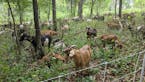 Goats will be used to eat buckthorn as Maplewood seeks to transform the land around its City Hall campus with more native grassland habitat.