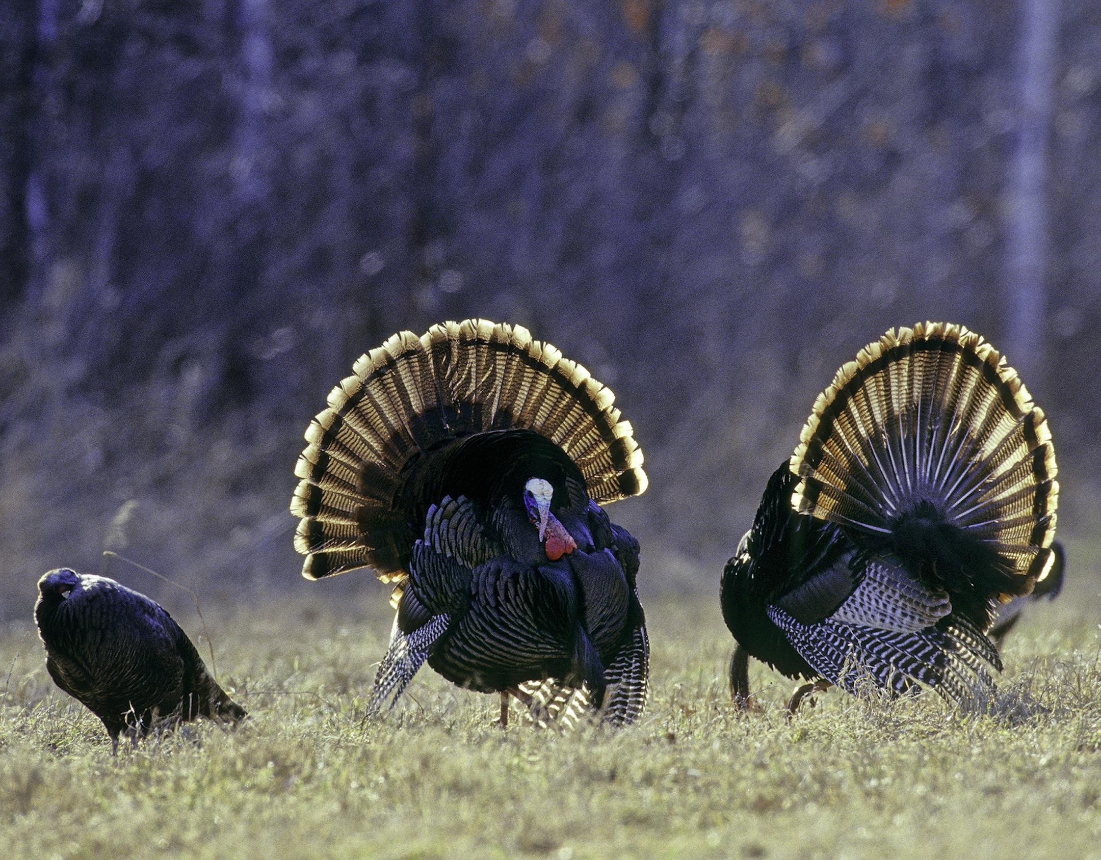 01225-070.20 Wild Turkey: Two toms are strutting for a hen in a hay field. Hunt, scout, gobbler, breed.