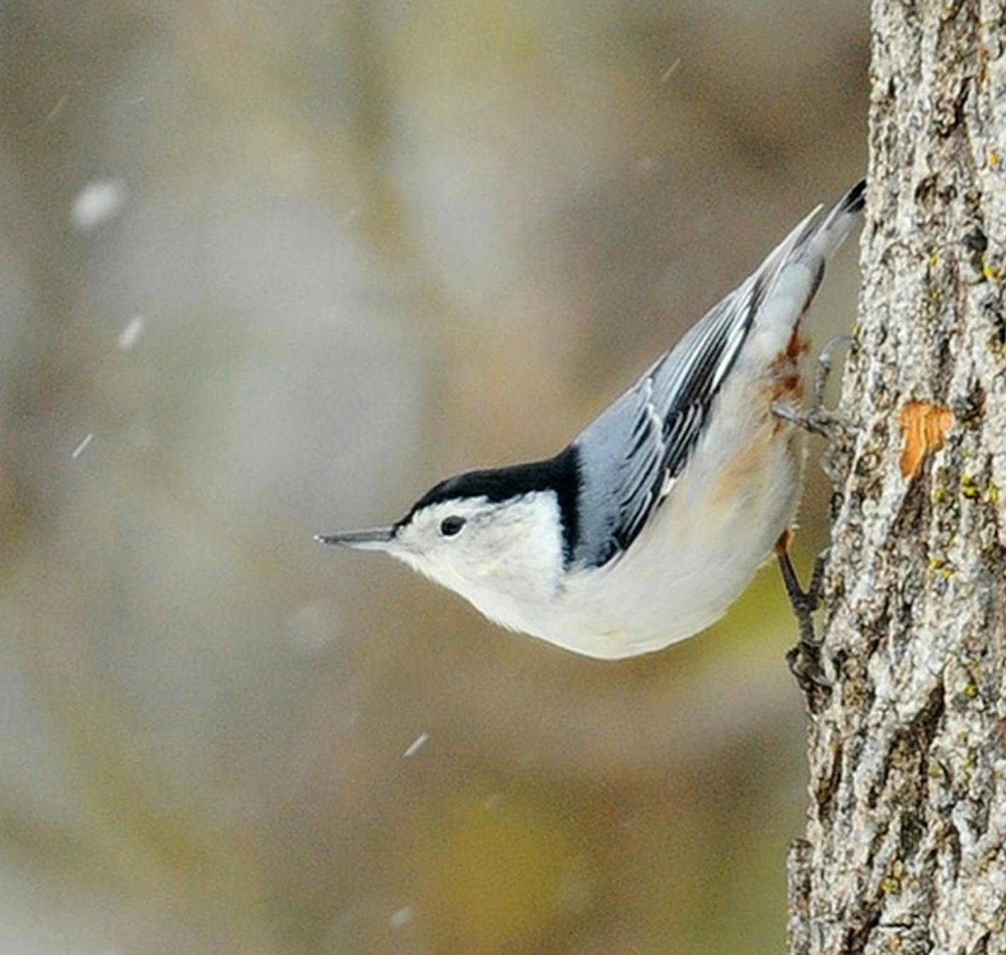 Natty blue-gray and white plumage means it's a white-breasted nuthatch.credit: