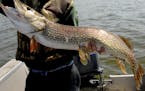 New rules meant to protect larger northern pike, like this monster caught in Upper Red Lake, while allowing anglers to keep more smaller northerns tak