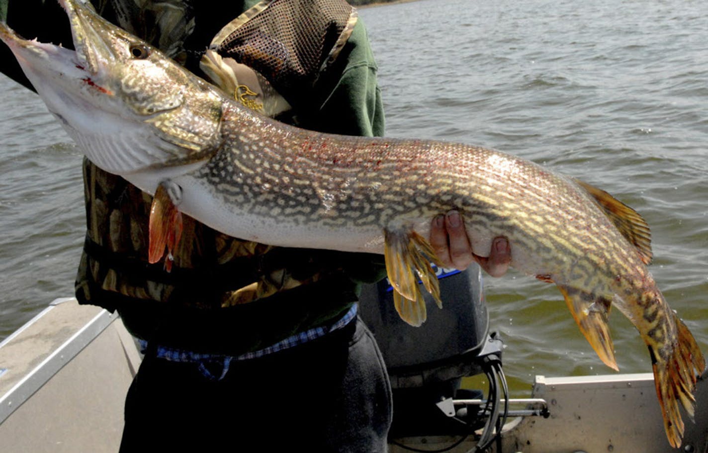 New rules meant to protect larger northern pike, like this monster caught in Upper Red Lake, while allowing anglers to keep more smaller northerns take effect next month. ORG XMIT: MIN2018041915521449