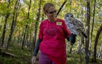 Anne Cammack, cq, held onto a barred owl as she welcomed visitors to the Lee & Rose Warner Nature Center during their annual "Fall Color Blast," event