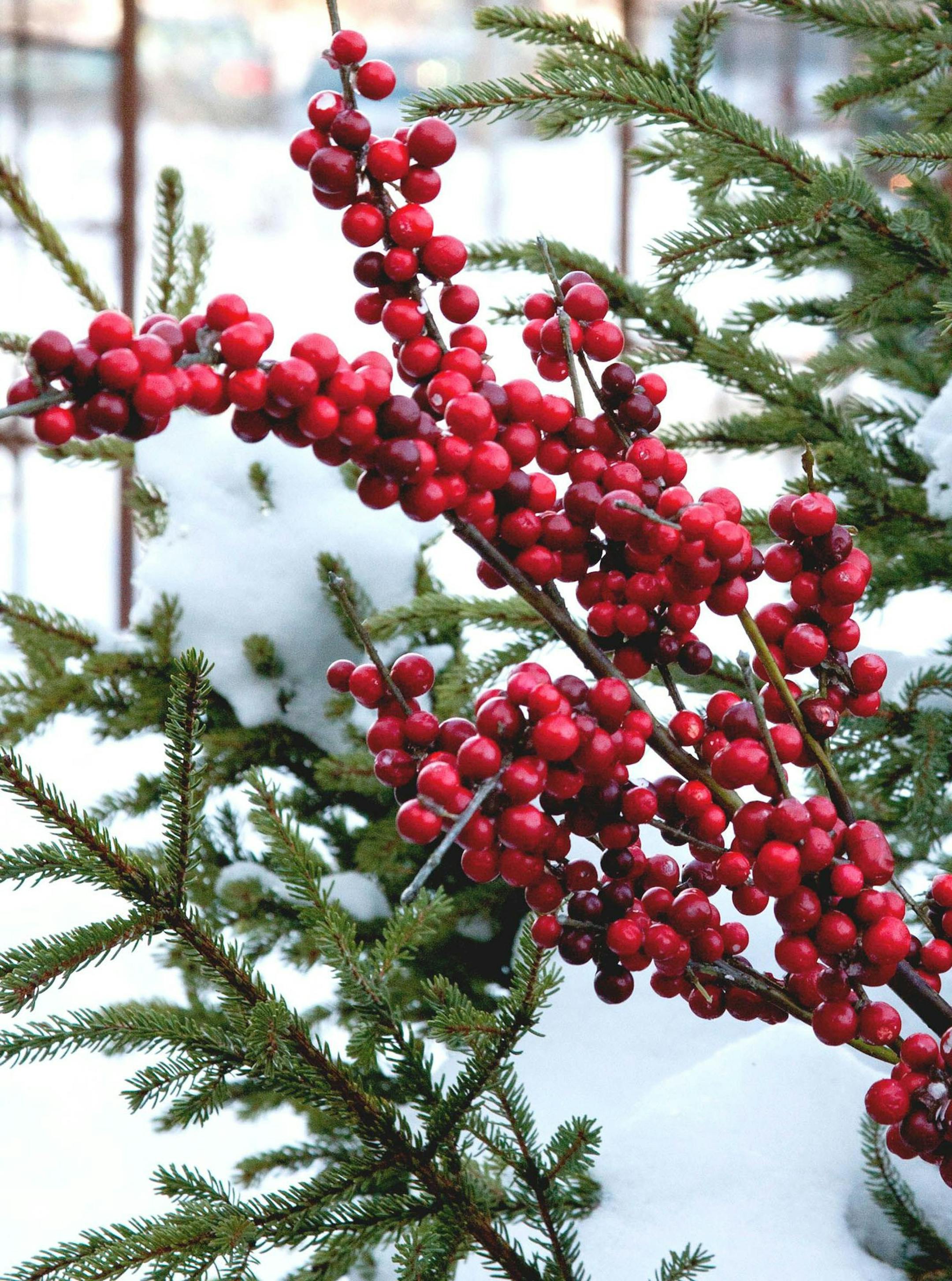 Arboretum winter scene