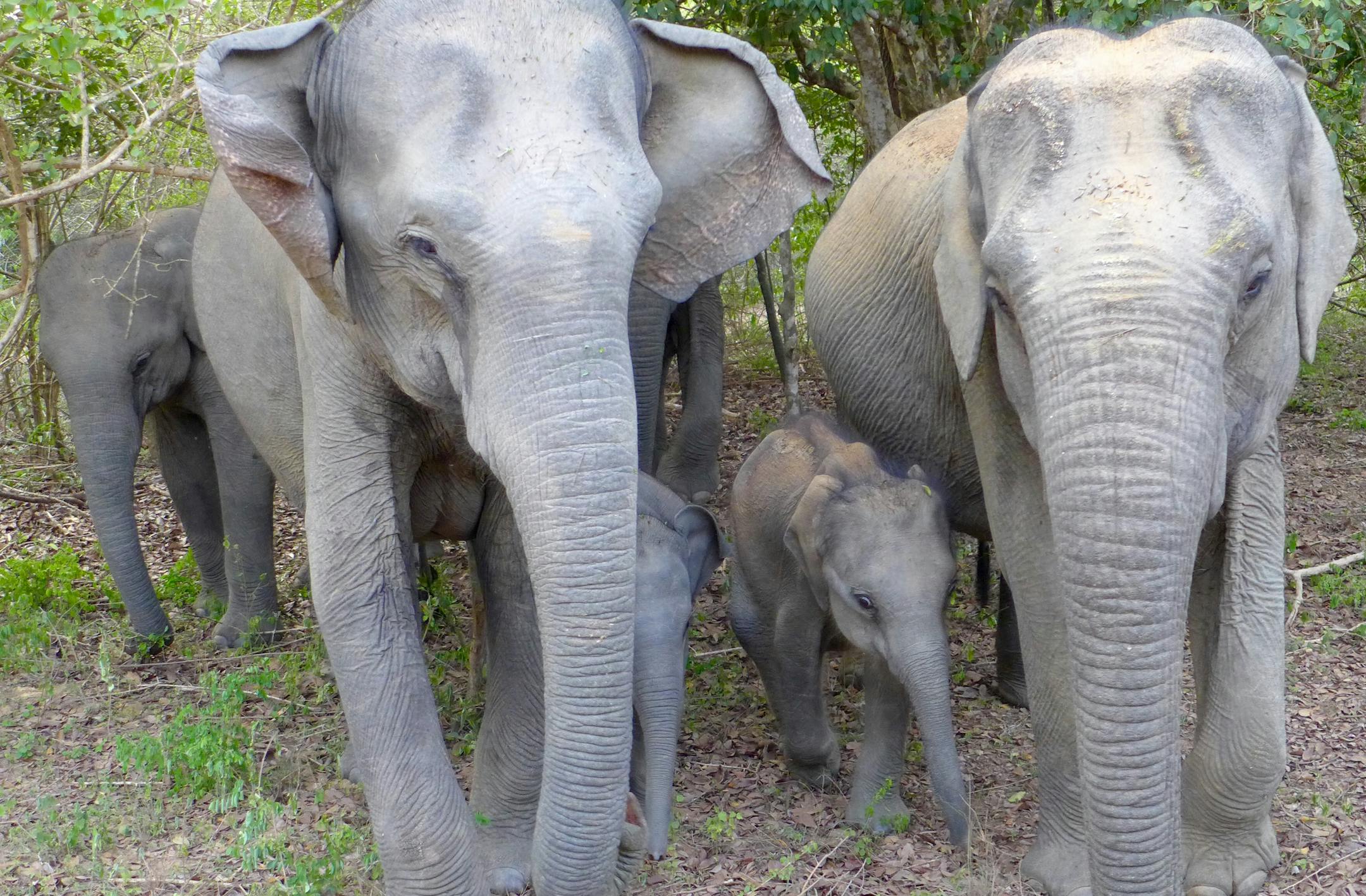 A herd of elephants in Yala National Park, above. A train crosses the Nine Arches Bridge, near Ella, Sri Lanka, top.