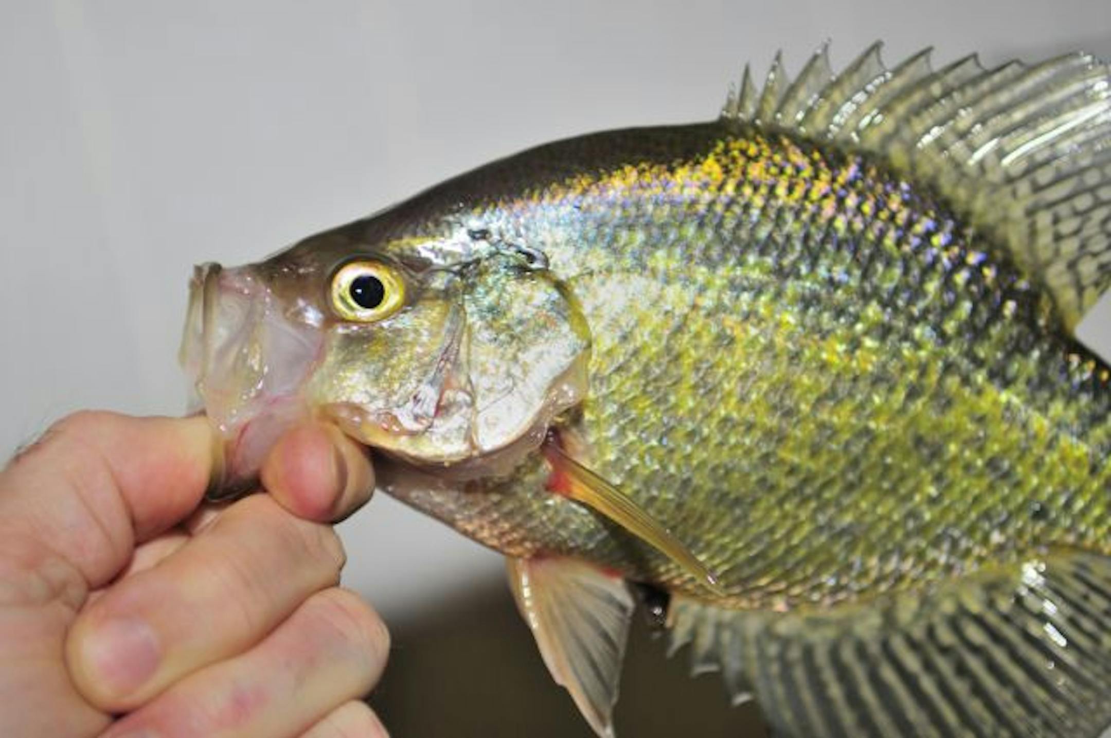 This crappie was caught last week on a Brainerd area lake. Due to recent rain and warm weather, several inches of water were atop the ice, but most of it has since refrozen.