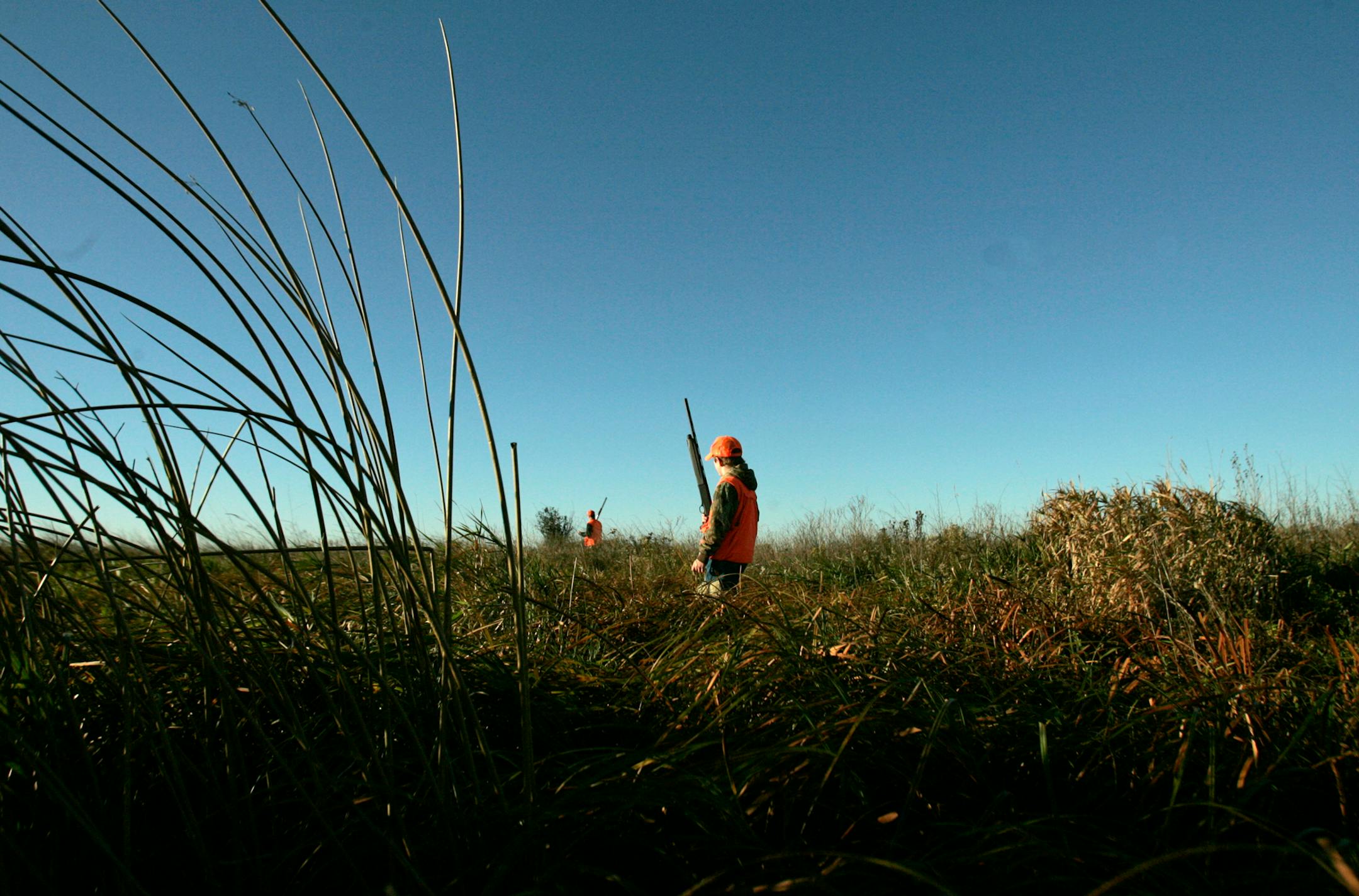 Working an area of high grass during a Minnesota pheasant opener at Lac qui Parle Wildlife Management Area in Big Stone County.