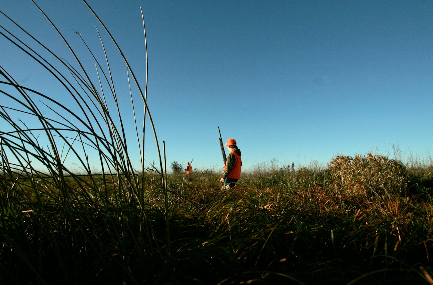 Working an area of high grass during a Minnesota pheasant opener at Lac qui Parle Wildlife Management Area in Big Stone County.