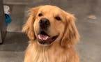 Ellie from @GoldenRetrieverLife (and human pal Kevin Bubolz) will be featured on "The Greatest #StayatHome Videos."
