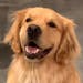 Ellie from @GoldenRetrieverLife (and human pal Kevin Bubolz) will be featured on "The Greatest #StayatHome Videos."