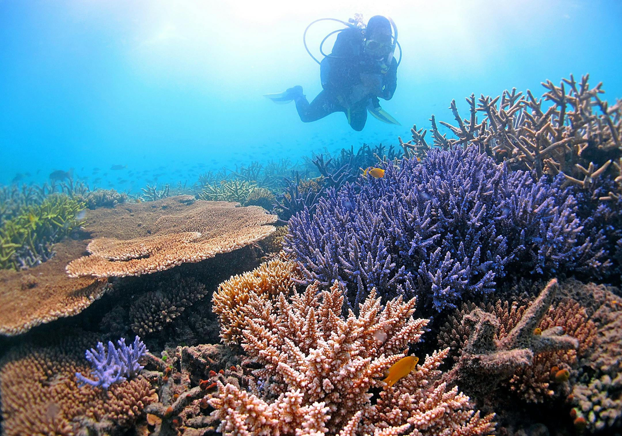 Researcher Line Bay, of the Australian Institute of Marine Science, surveys temperature-tolerant corals in the Far Northern Great Barrier Reef. Some corals already have the genes needed to adapt to higher ocean temperatures. Illustrates CORALS-WARMING (category i), by Robert Gebelhoff (c) 2015, The Washington Post. Moved Thursday, June 25, 2015. (MUST CREDIT: Courtesy of Ray Berkelmans)