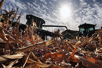 Eden Valley farmer Tom Haag emptied corn into a holding wagon used to shuttle the grain to a nearby semi-trailer for transport back to the farmstead a