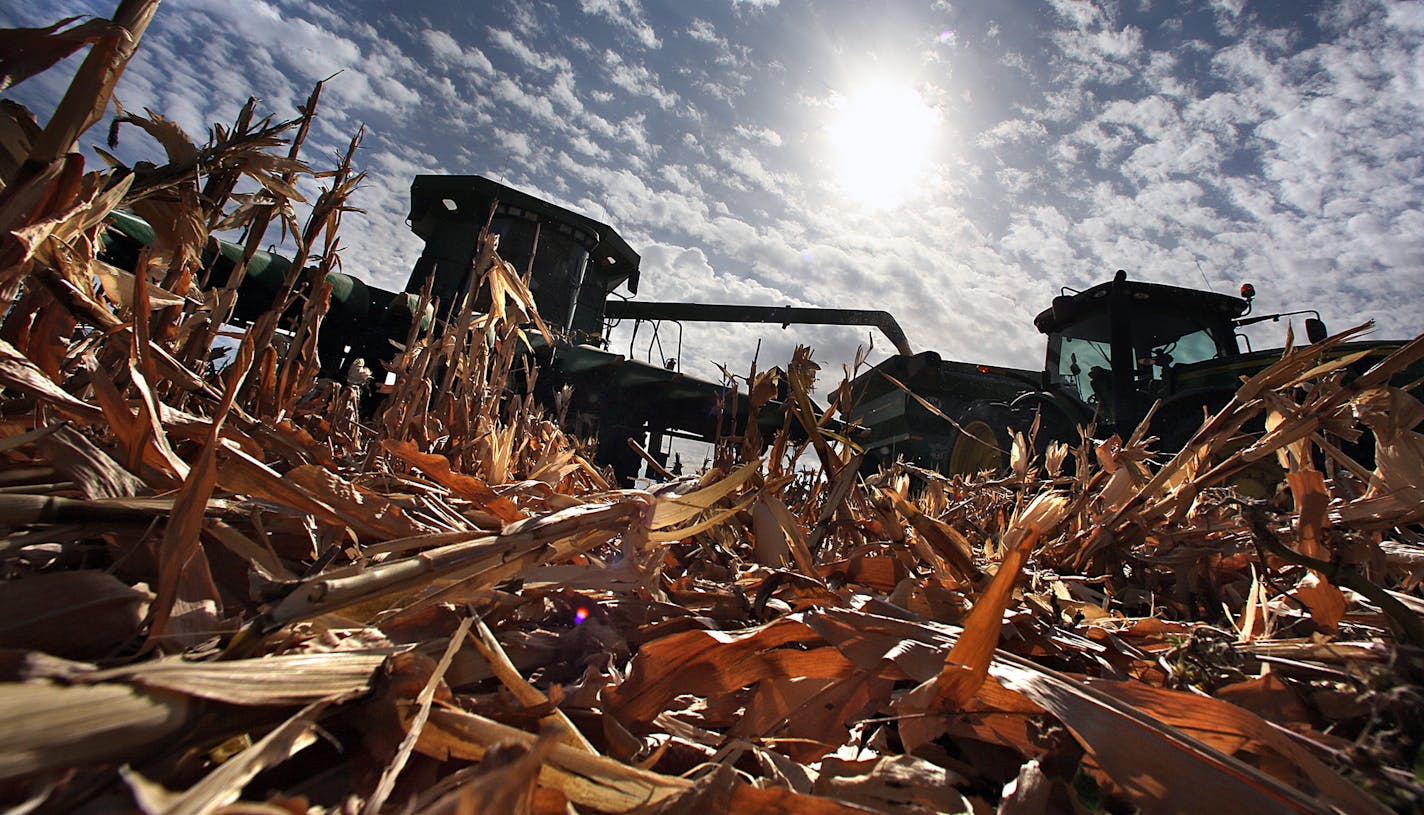 Eden Valley farmer Tom Haag emptied corn into a holding wagon used to shuttle the grain to a nearby semi-trailer for transport back to the farmstead and a storage container.