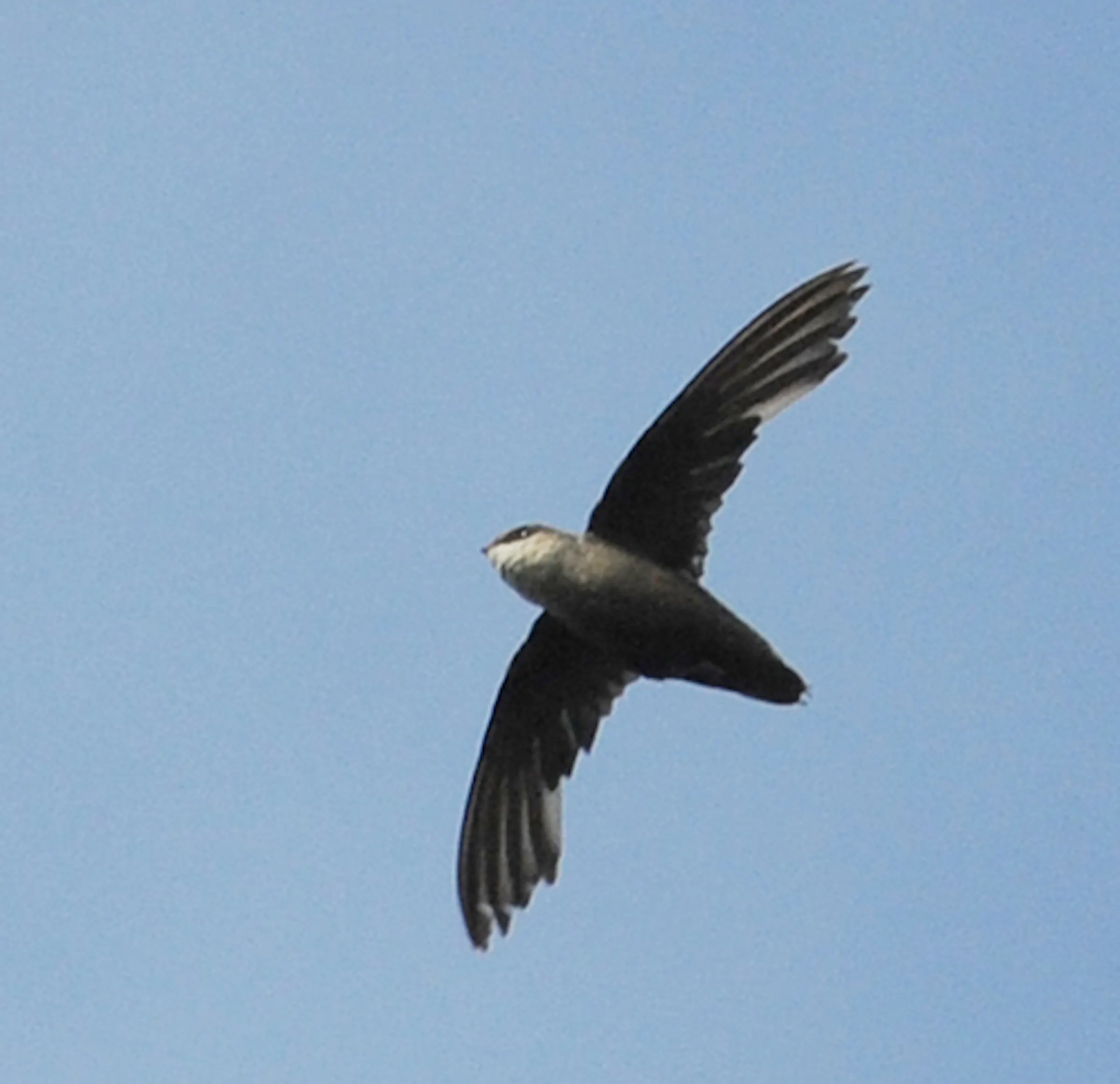 Swifts roosting by the thousands