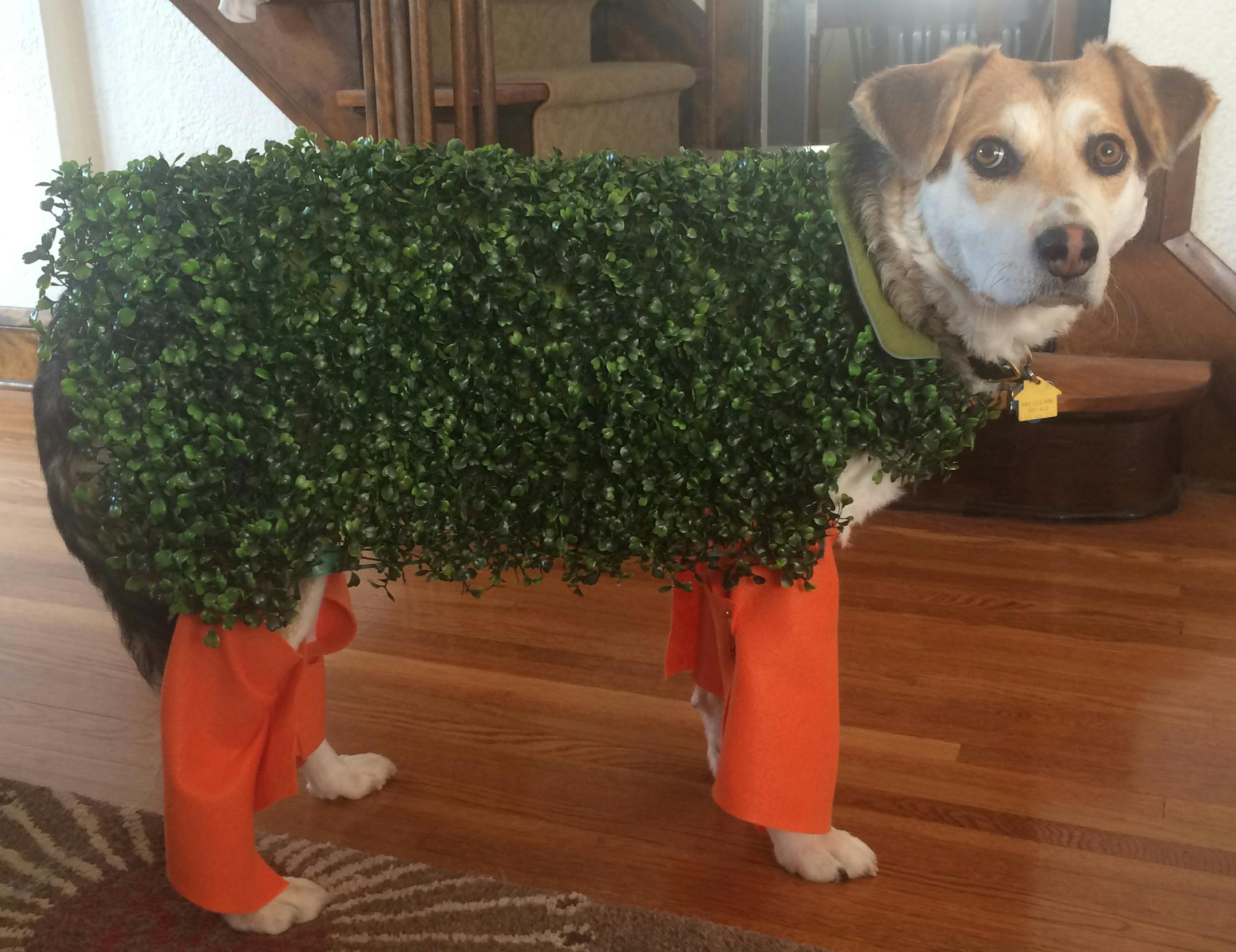 Pop culture:
Second place Pet: Josie
Owners: Sue Gustad, John Westerman and Charlotte Westerman, of St. Paul
Comment: To greet trick or treaters, Josie’s owners turned her into a Chia Pet using fake plastic plants and orange felt. But “she wouldn’t take more than two steps in it,” Gustad said. “I just think she was embarrassed in it.” 2019 Halloween Pet Costume Contest